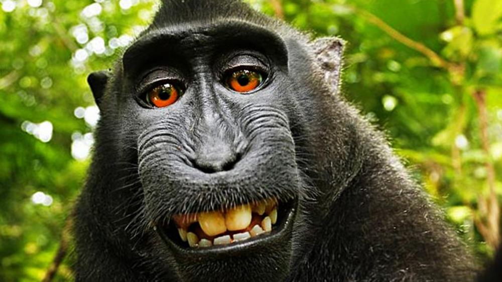 monkey-selfie.thumb.jpg.fd6a46335b4d83765e03c8e0924c052e.jpg